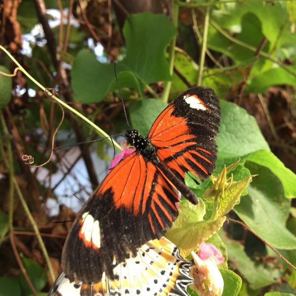 Photo taken at Butterfly Wonderland by Paul on 2/25/2016