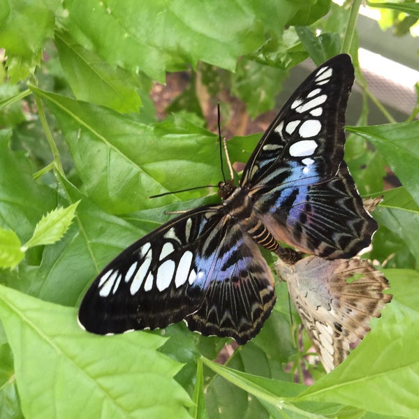 Photo taken at Butterfly Wonderland by Paul on 4/21/2016