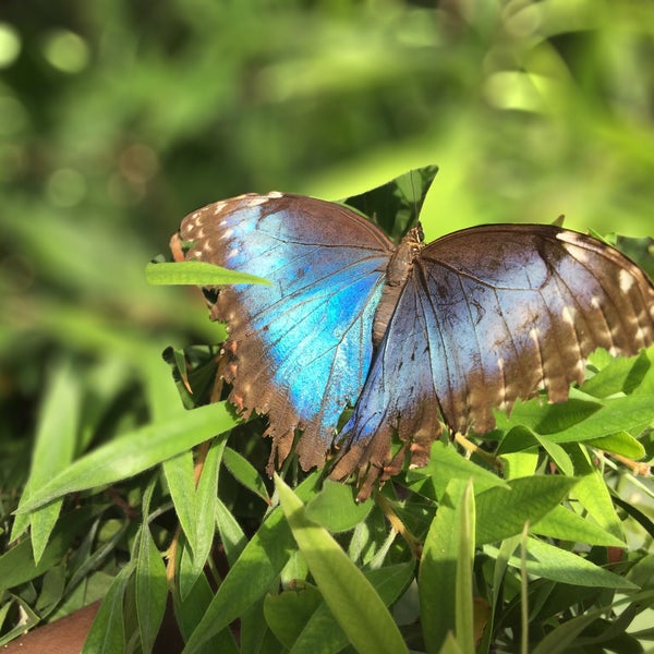 7/25/2016에 Paul님이 Butterfly Wonderland에서 찍은 사진