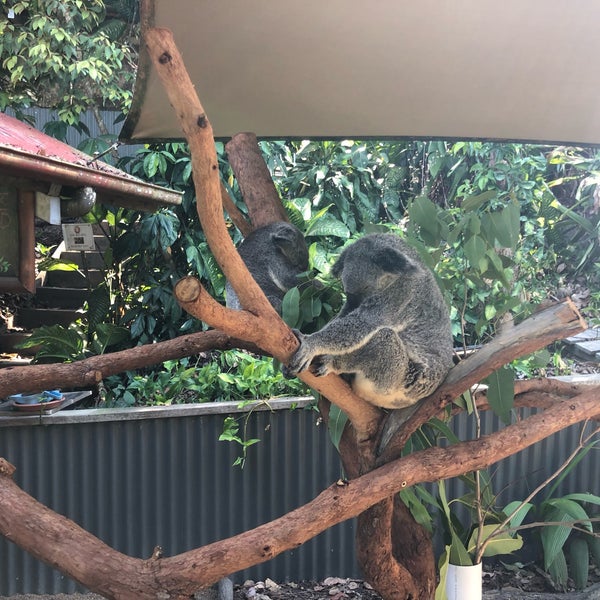 11/26/2018 tarihinde Danny B.ziyaretçi tarafından Kuranda Koala Gardens'de çekilen fotoğraf