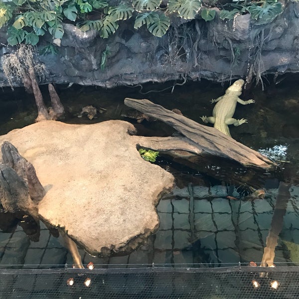 Photo taken at Claude the Albino Alligator by Bkwm J. on 9/28/2018