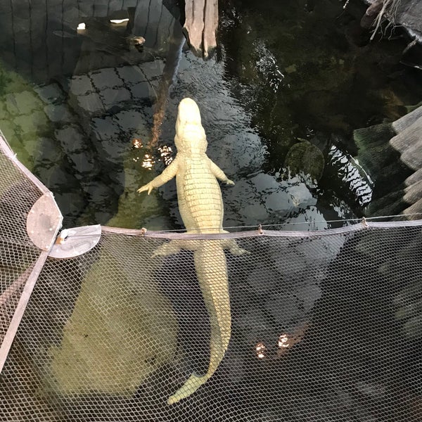 Photo taken at Claude the Albino Alligator by Bkwm J. on 9/14/2018