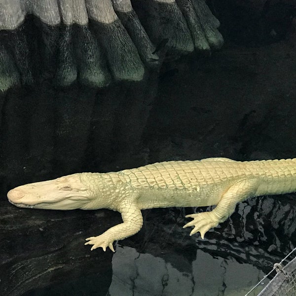 Photo taken at Claude the Albino Alligator by Bkwm J. on 9/14/2018