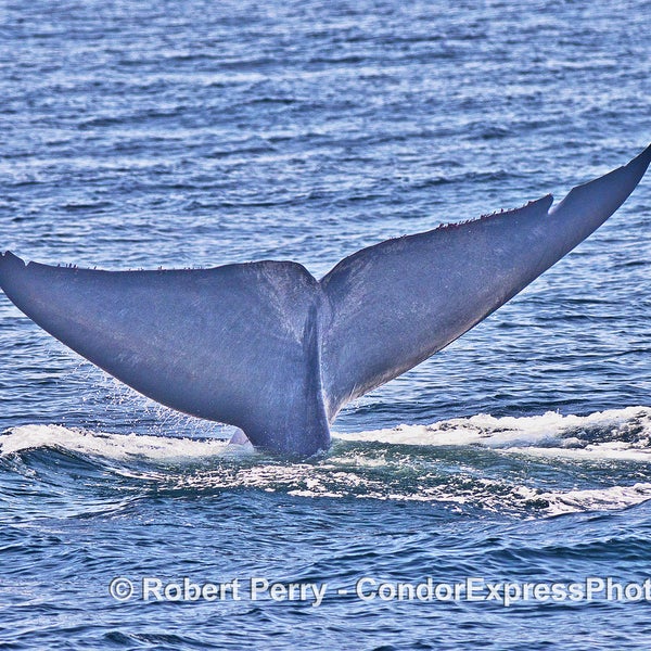 Das Foto wurde bei Condor Express Whale Watching von Condor Express Whale Watching am 8/26/2016 aufgenommen