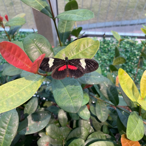 Foto diambil di Audubon Butterfly Garden and Insectarium oleh Charmaine D. pada 2/3/2024
