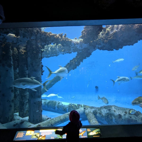 Снимок сделан в Texas State Aquarium пользователем Amanda S. 4/18/2021