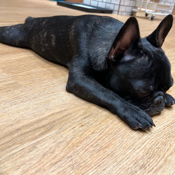 犬カフェ Rio 新宿店 Pet Cafe In Shinjuku 犬カフェ Rio 新宿店 Pet Cafe In Shinjuku