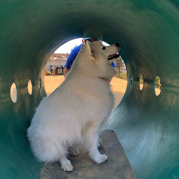 main street dog agility park