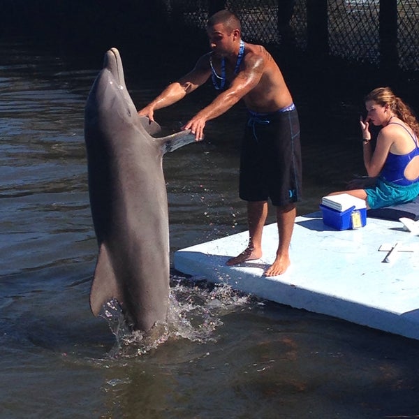 Photo taken at Dolphin Research Center by Martin J. on 3/3/2015