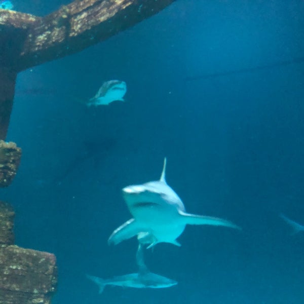 Foto tomada en Shark Reef Aquarium  por S K. el 9/21/2019