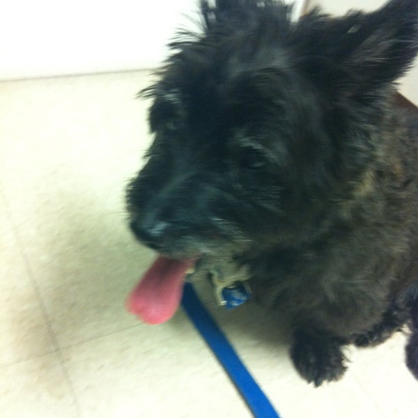 vca roberts animal hospital