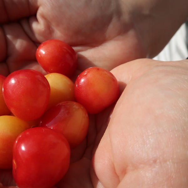 Photos At 宿沢フルーツ農園 Farm In 甲州市