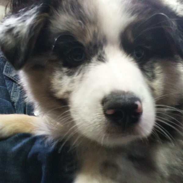 Petland Summerville, SC