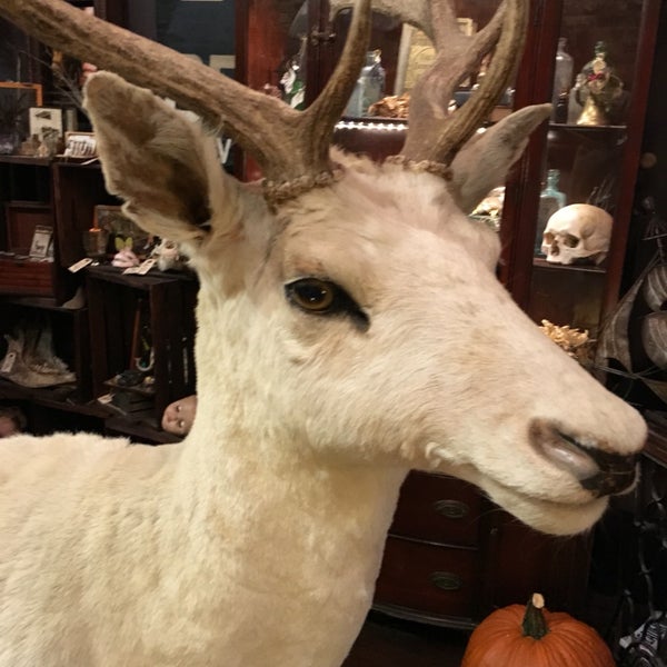 If you're walking by, dip in and check out the amazing selection of taxidermy.