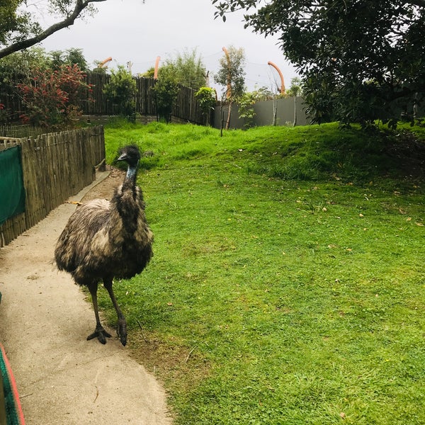 Foto scattata a Auckland Zoo da Chihiro il 11/3/2022