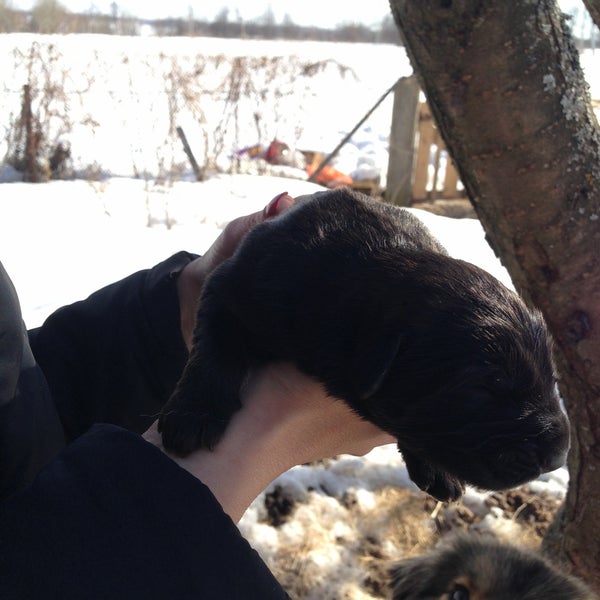 Аэродром МАИ "Алферьево" - Поле в д. Алферьево