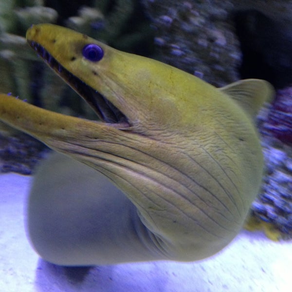 รูปภาพถ่ายที่ South Florida Science Center and Aquarium โดย Peter เมื่อ 7/13/2013