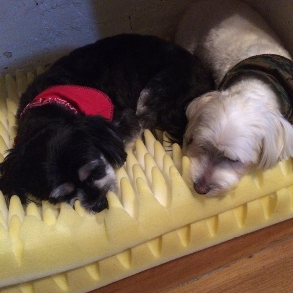 Lucy's hotsell lucky dogs