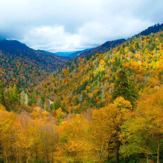 It's time to make a trip to the Smoky Mountains to see the foliage and then stop in to Park Grill and let us grill s... http://bit.ly/Rn0qil