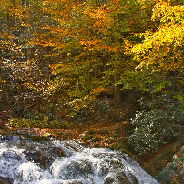 The Smokies have been re-opened! Come enjoy Fall in the Great Smoky Mountains!