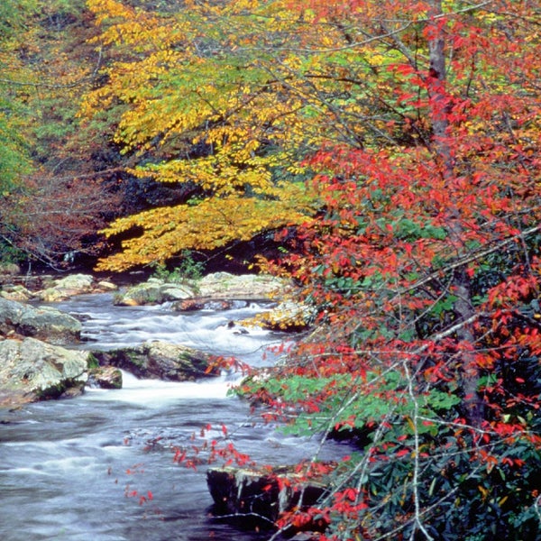 Are you coming to see the Smokies in full color this Fall? Stop by and have dinner with us. We?re the first resta... http://1.usa.gov/Ql9y2C