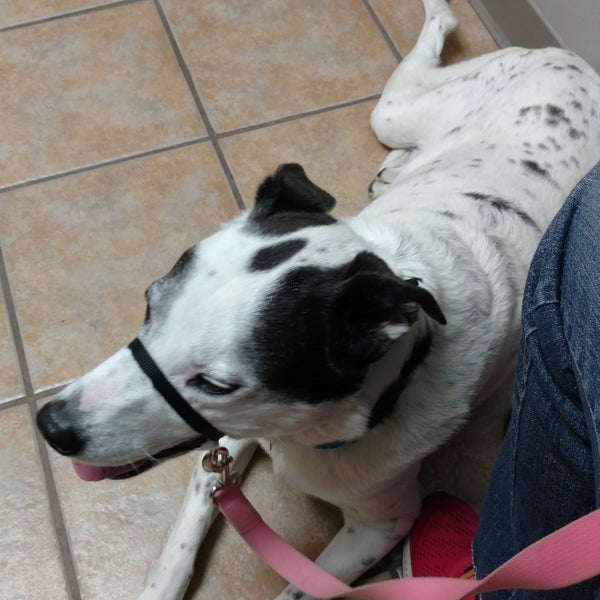 Creature Comforts Veterinary Hospital 3 Tips From 131 Visitors