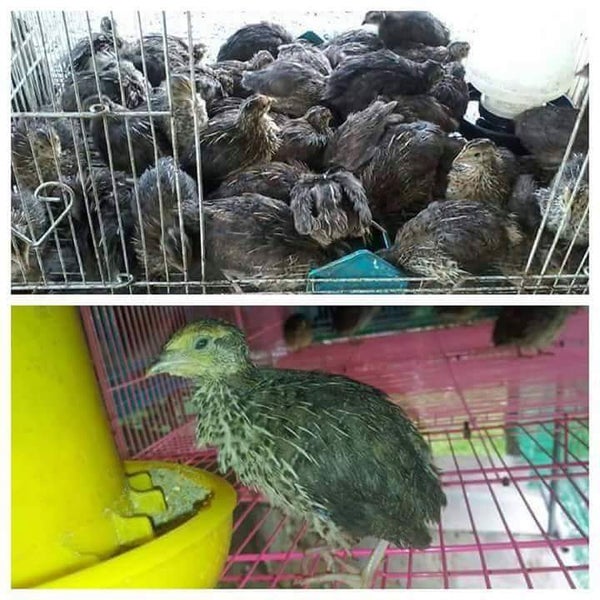 Mn Sanja Enterprise Pembekal Telur Puyuh Daging Puyuh Puyuh Hidup Kuala Terengganu Terengganu