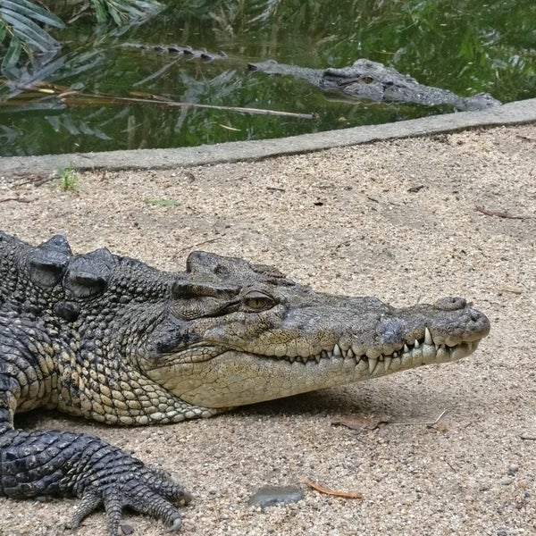 Photo taken at Hartley&#39;s Crocodile Adventures by Real on 2/8/2018