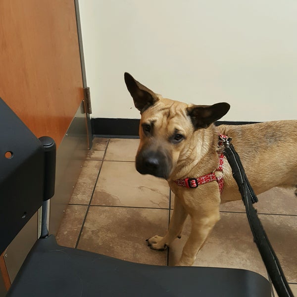 VCA Family and Oahu Veterinary Specialty Center Veterinarian in Pearl