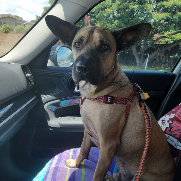 VCA Family and Oahu Veterinary Specialty Center Veterinarian in Pearl