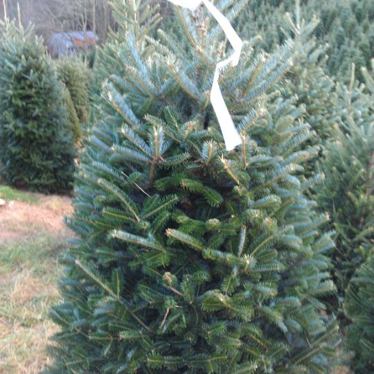 Big Ridge Tree Farm - Boone, NC