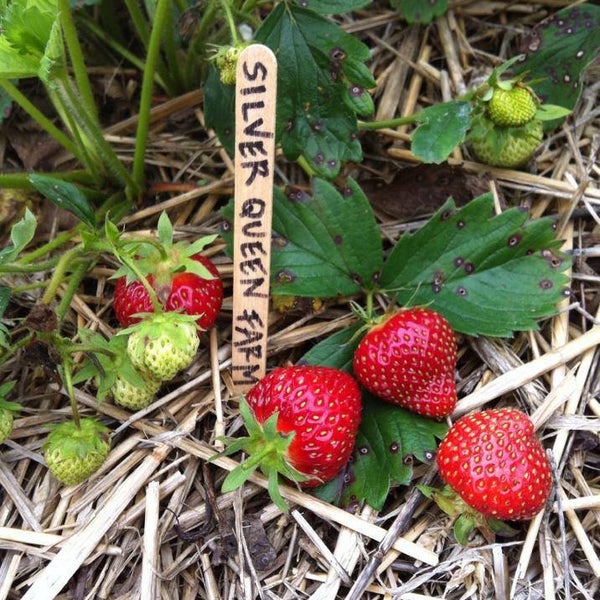 Silver Queen Farm Farm in Trumansburg