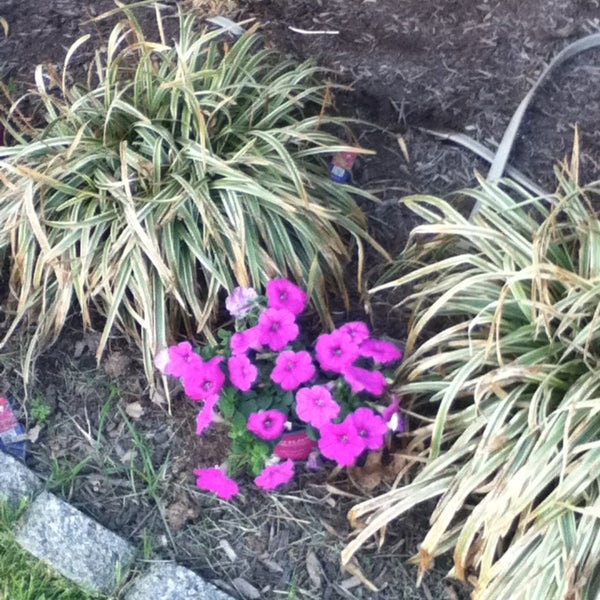 Westernport Library 13 tips