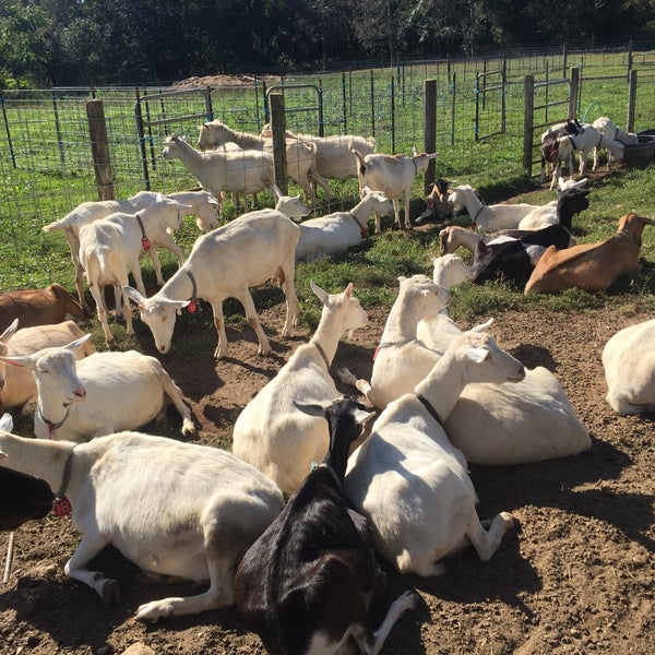 Enjoyed a visit with goats