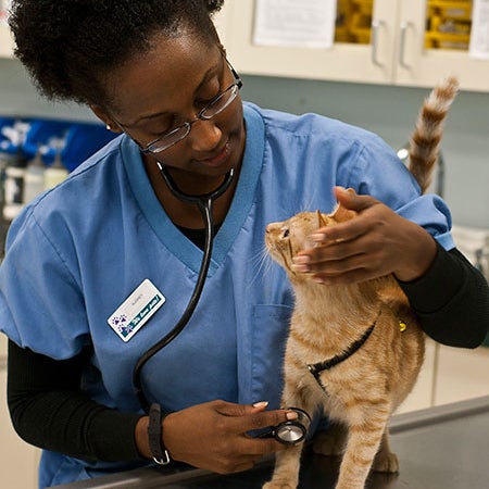 West Trenton Animal Hospital - Veterinarian in Ewing West Trenton Animal Hospital - Veterinarian in Ewing