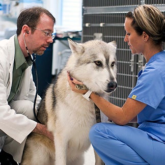 West Trenton Animal Hospital - Veterinarian in Ewing