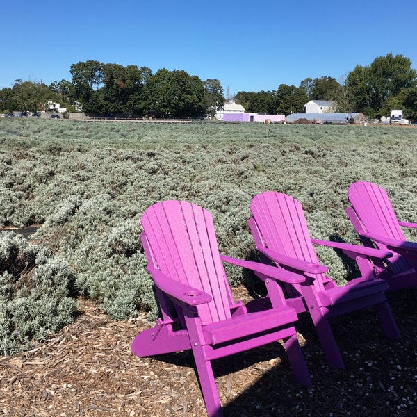 Photo taken at Lavender By the Bay - New York&#39;s Premier Lavender Farm by Weiley O. on 10/3/2017