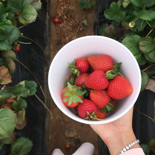 Foto diambil di U-Pick Carlsbad Strawberry Co. oleh R pada 6/25/2019