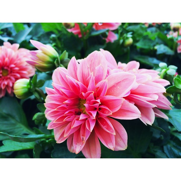 B&Q Wednesbury, Sandwell