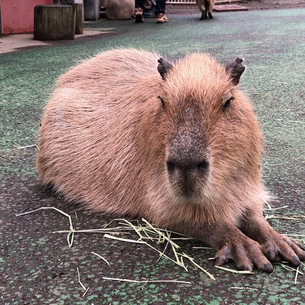 カピバラ虹の広場 富戸1317 13 カピバラ虹の広場 富戸1317 13