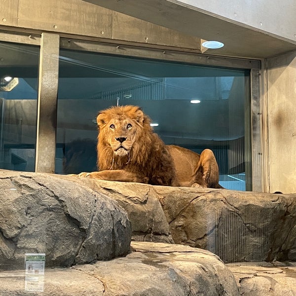 カバ ライオン館 中央区宮ケ丘3 1