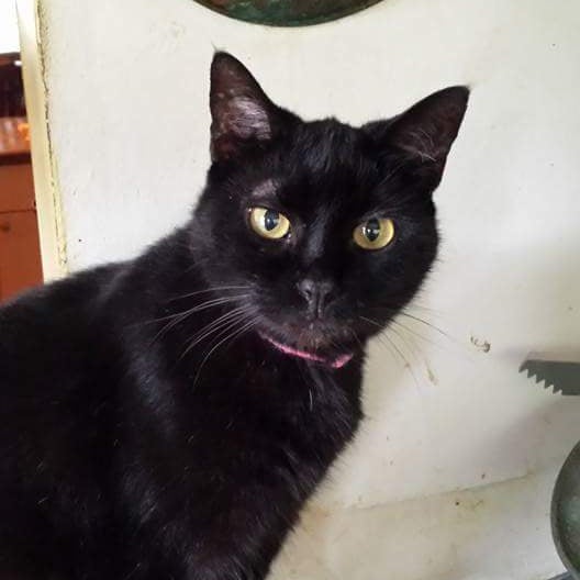 The Cat Hospital on Park Street 22 Park St S