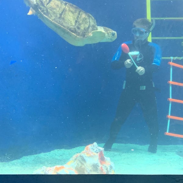 9/3/2019 tarihinde Karen L.ziyaretçi tarafından Birch Aquarium'de çekilen fotoğraf