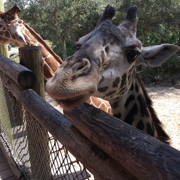 Foto tomada en Brevard Zoo  por Olga el 2/16/2019