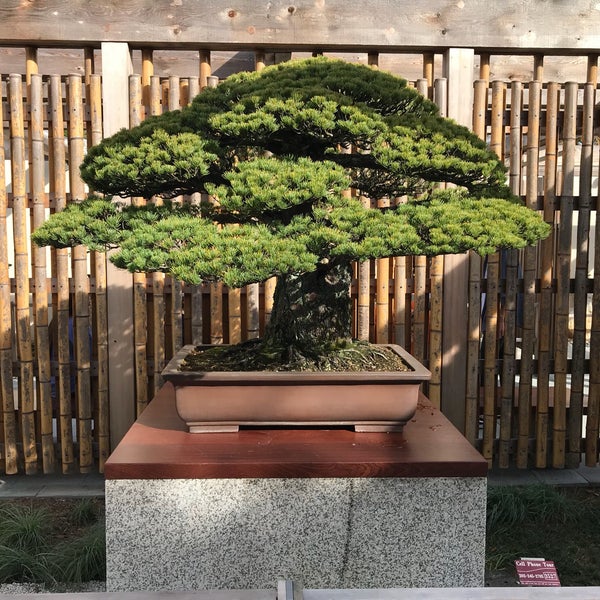 National Bonsai and Penjing Museum бонсай на Камне