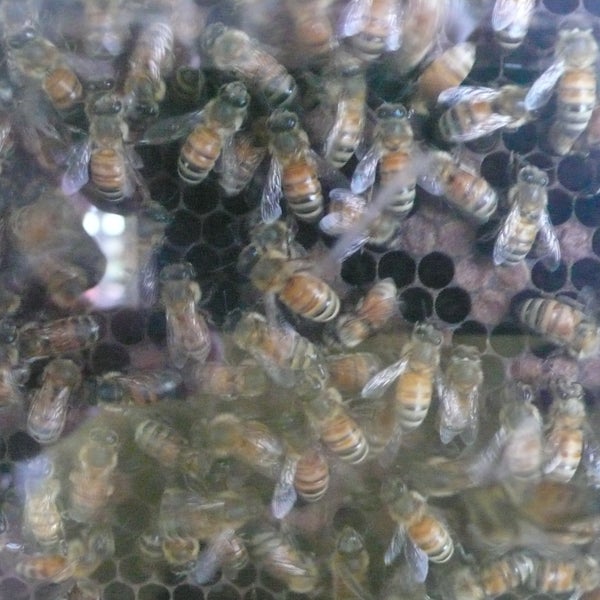 Look for the bees' waggle dance in the observation hive!