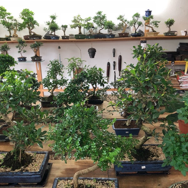Photos At Bonsai Garten Lokstedt Hamburg Hamburg