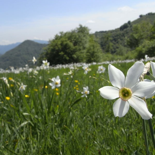 Festival of the Narcissus – Rocca di Mezzo (Aq) – 2nd June. A Parade arranged with narcissus flowers passes in the village: their scent fill the air.