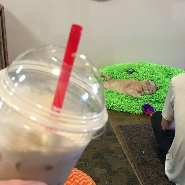 3/5/2016にKyle O.がThe Cat Cafeで撮った写真