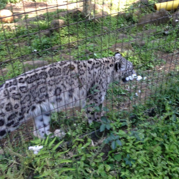 ユキヒョウ Zoo Exhibit In 日野 ユキヒョウ Zoo Exhibit In 日野